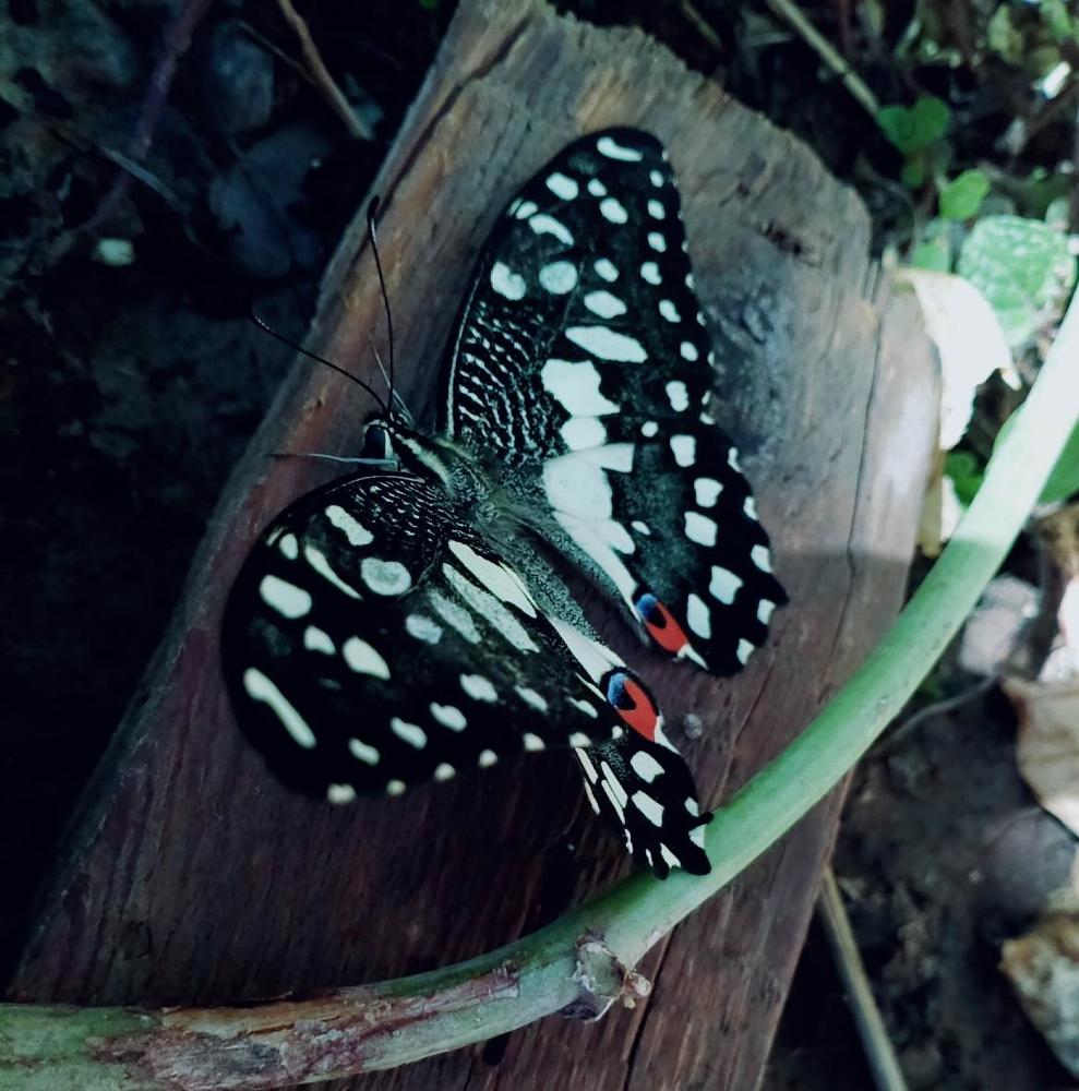 Photograph by Shazeen