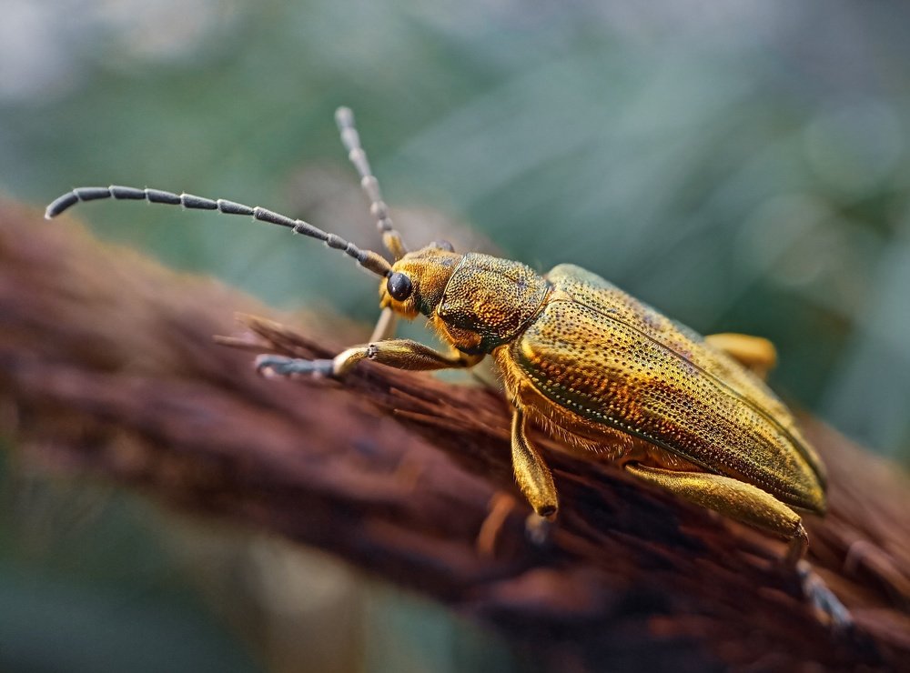 Фотография автора Назарий Гандей