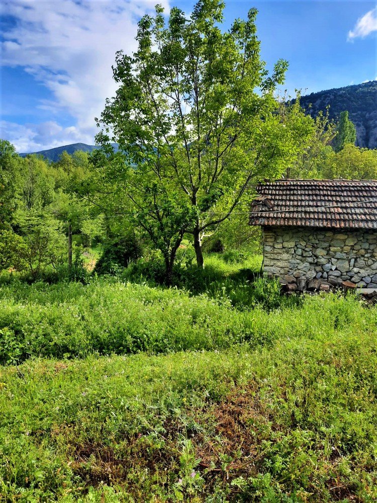 Photograph by Monika Rizova