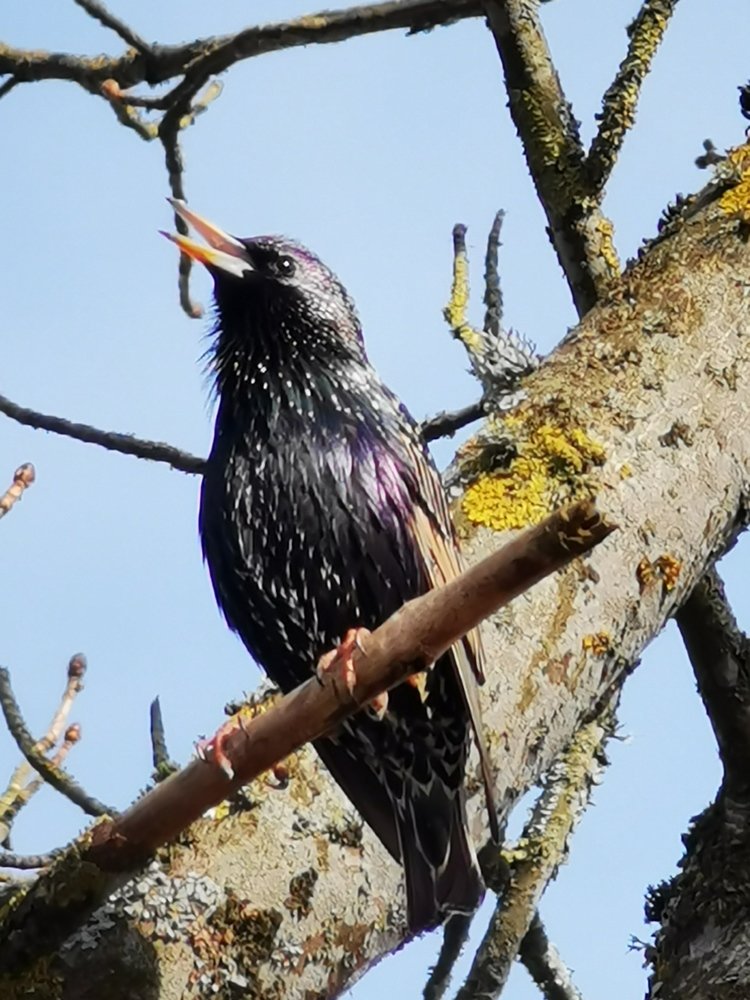 Сватовство