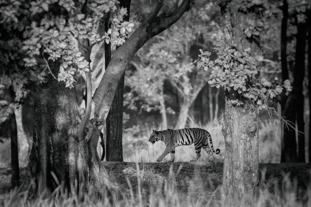 Kanha Kisli National Park, Madhya Pradesh