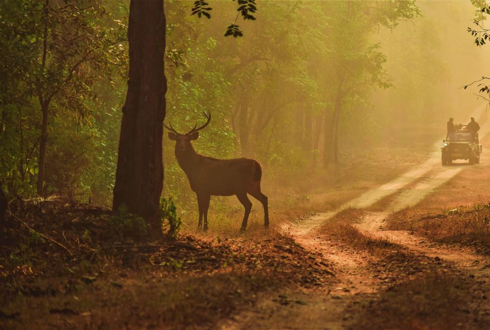 Kanha Kisli National Park, Madhya Pradesh
