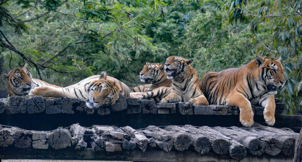 Photograph by Subhadeep Debnath