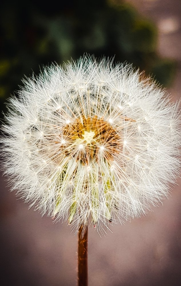 Photograph by Dimpi rathi