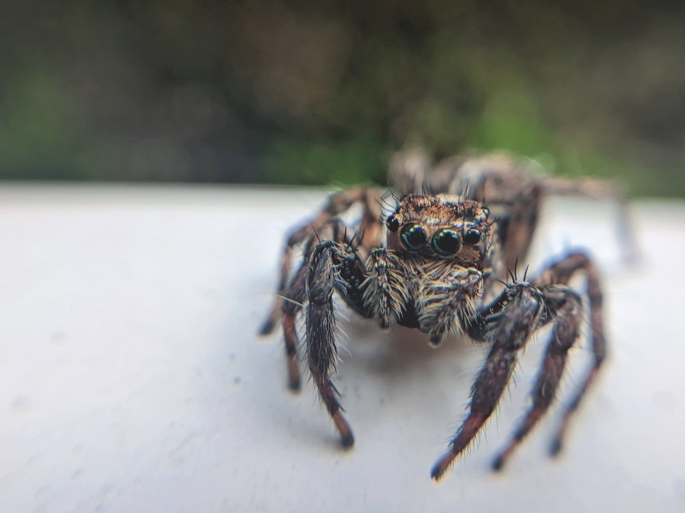 The jumping spider