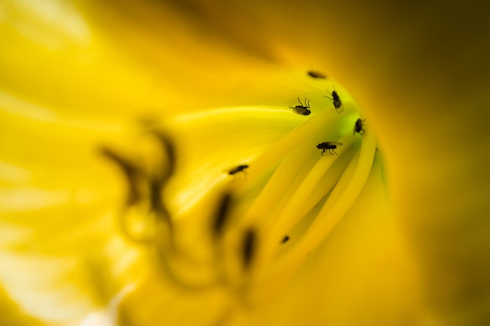 Photograph by G.Chacon H.