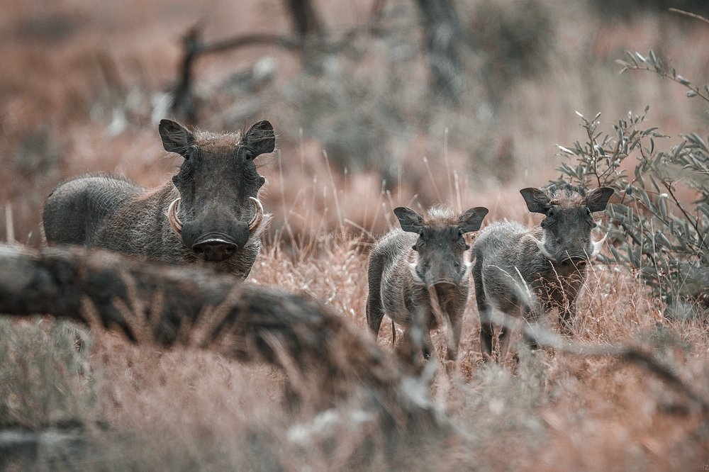 Warthog & his family.