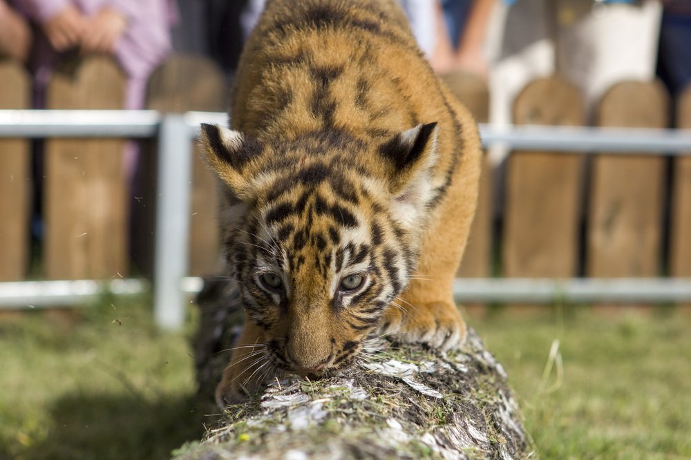 Фотография автора Иван Долгов
