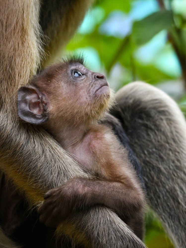 Photograph by SOUMYA KANTA GHOSH