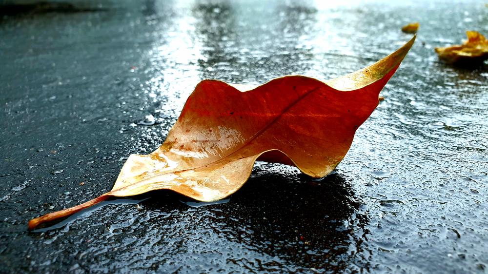 Photograph by SHAKHAWAT HOSSEIN